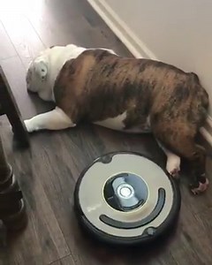 @gordo_the_english_bulldog Roomba® robot = the ultimate cleaning duo (don’t tell Braava jet™). | iRobot