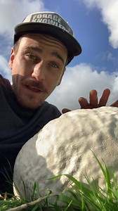 1.2M views · 43K reactions | The Giant Puffball! A delicious mushroom to be shared and enjoyed with others. Foraging experiences available in Dorset all year round, visit forageforknowledge.com #foraging #giantpuffball #wildfood #mushroom #mushrooms #puffball #foragedfood | Forage For Knowledge | Facebook