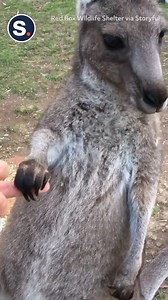 This adorable rescue kangaroo found trust and comfort in the caring hands that saved them! | storyful