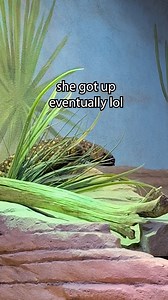 5.4K views · 95 reactions | Yes, beaded lizard Amita COULD have used...