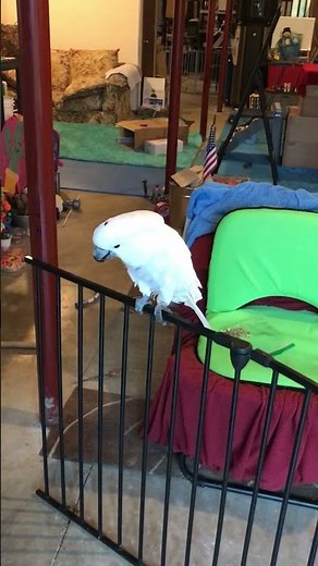 Cockatoo puts his rolling pin in the rain, then requests Mom take it to his cave...