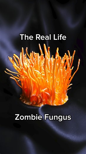 This is the real life zombie fungus from The Last of Us and it’s terrifying #thelastofus #fungi #halloween #mycelium #halloween2023 | Men's Journal