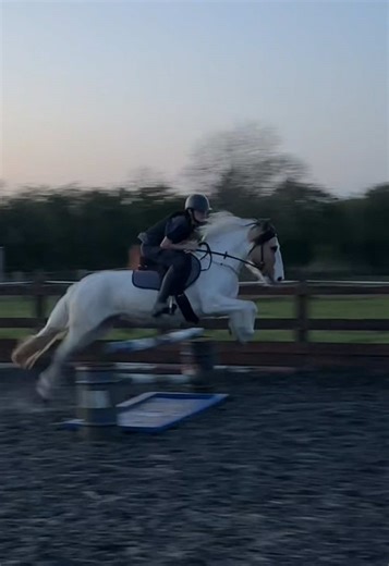 leod.equestrian_ (@leod.equestrian_)’s videos with original sound - leod.equestrian_