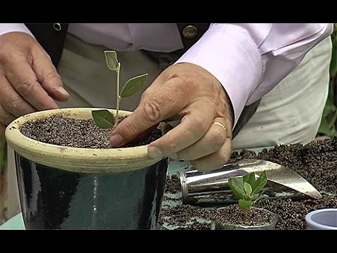 COMMENT RÉUSSIR LES BOUTURES D'ARBUSTES