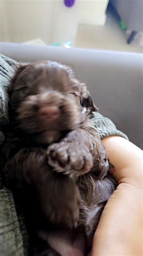 Princess Perdita: Yawning Cutie Cuddles