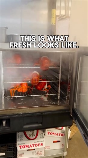 Blue Gill Quality Foods on Instagram: "At Blue Gill, we take pride in preparing the freshest lobster, cooked perfectly with advanced equipment and expertly prepped by our chefs. 🦞 Our fresh lobster is featured in several menu items, including our lobster salad. Join us for lunch or dinner—we’re here until 9pm. 🐟"