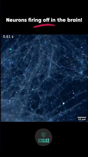 Footage of Neurons firing off in the brain! #neuroscience