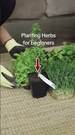Planting Herbs for Beginners: A Simple Guide to Growing Fresh Flavor at Home