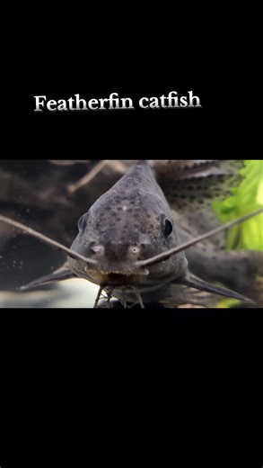 Featherfin catfish 👀🐟🐟🤘🤣🤣 #fishkeepinghobby #fishtok #aquariumhobbyist #aquariumlife #fishkeeper #fishtank #fishkeeping #aquarium #catfish | Trina Wawrzynowicz