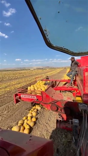 pumpkin harvesting process #shorts