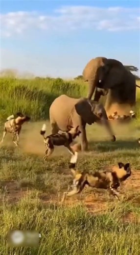 Lone Elephant Calf Faces Wild Dogs 🐘🐕 | Brave Survival Moment #WildlifeDrama #AnimalDefense #Nature