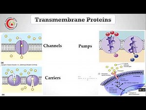 Transport through Cell Membrane