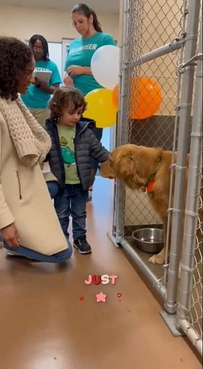 “Little Boy Chooses His First Rescue Dog 🐶❤️ | Emotional Adoption Day” #adoptdontshop #rescuedog