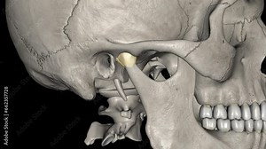 Joint capsule of the temporomandibular joint .