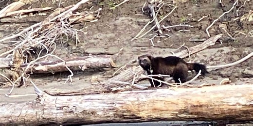 Sudden Portland wolverine sightings explained by expert