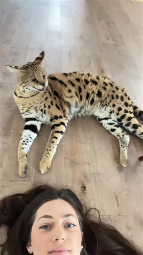 570K views · 10K reactions | Some people are grumpy before coffee, Chloe is grumpy before breakfast | Chloe the Serval | Facebook