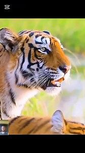A valuable lesson for the cubs #animals #wildlife Part 2 | Patrick Autos