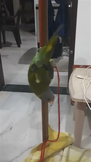 parrot sound 🦜🙏🦜#parrot #alexander #birds #parrottakling#nonstoptalkingparrot #mithukibatain🙏🙏