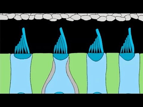 EARssentials 2023: Hair Cell Damage and Protection