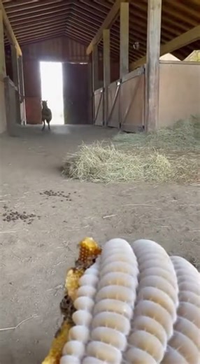Real Time Recording of a Bee Explosion Inside a Stable Caused by a Hyena