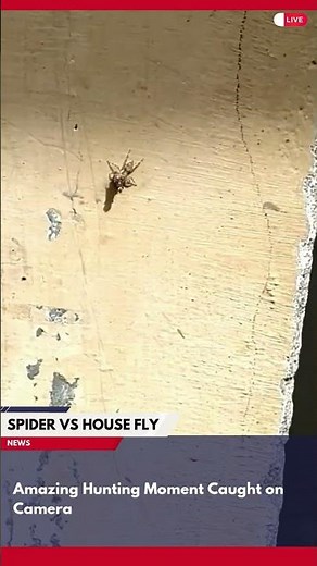 Spider vs House Fly Amazing Hunting Moment Caught on Camera! spider catching fly, spider vs fly, spi