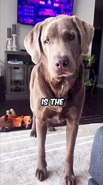 These Are The Most Dramatic Dogs In The World!