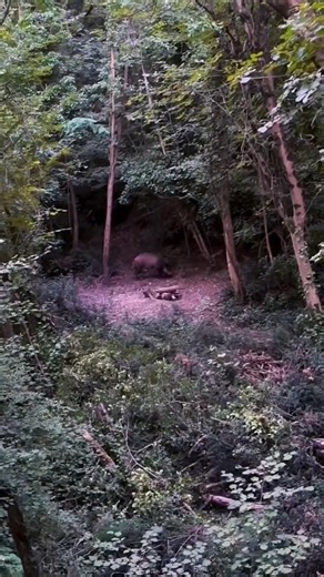 Calm Aim, Clean Finish #wildboar #ethicalhunting #huntlife #hoghunting #wildlife #usa #usaoutdoors