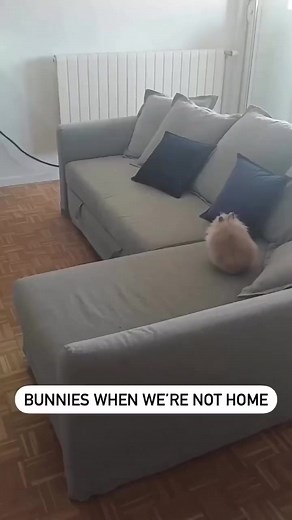 39K views · 763 reactions | HOME ALONE SHENANIGANS 藍 #rabbit #bunny #funny #fun #viral #reels #pet #fbreels #reelsfb | USA Rabbit Lovers | Facebook