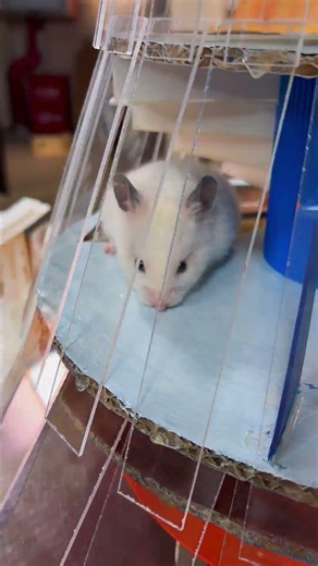 6-Tier Hamster Climbing Course 🐹 Handmade Obstacle Course for Fluffy Hamsters!