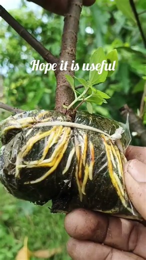 fuul root #bonsai #grafting#gardening