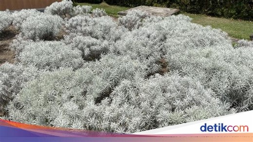 Fakta Unik Bunga Edelweiss Simbol Cinta Sejati, Ternyata Tak Boleh Dipetik!