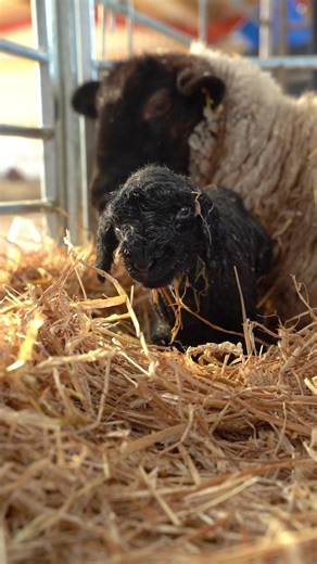 The Rollercoaster Journey of Our New Suffolk Lamb