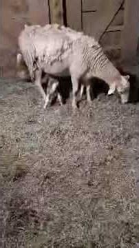 Twin lambs born before the storm #livebirth #lambs #farmlife