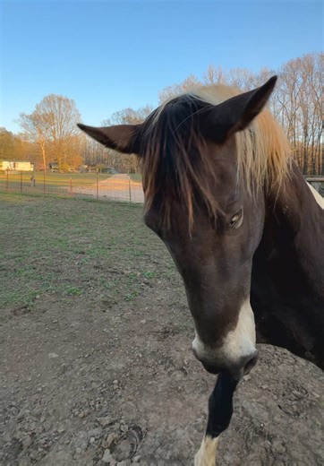 Discover Wizard the Angry Stallion: A Unique Paint Horse