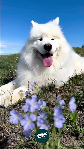 Samoyed Dog 🤍❄️ The Snow-White Smile of the North