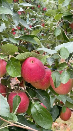 Cosmic Crisp® Apples ready for harvest