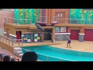 NEW SHOW - 2022 - Sea lion and Otter show - (Full show/ Full HD) SeaWorld Orlando