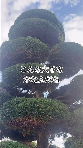 チャボヒバの葉はチャボじゃないぐらい重かった#庭師のVlog #剪定