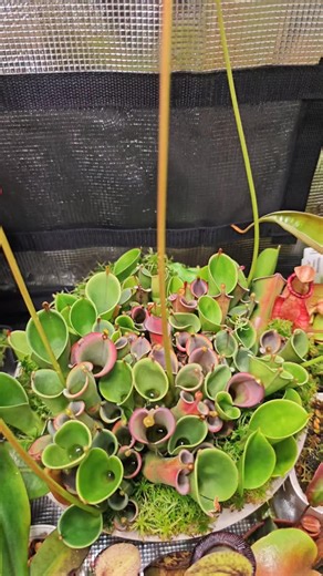 Alex - Exploring the fascinating world of carnivorous plants 🌱 on Instagram: "Watering my Heliamphora heterodoxa x minor 😏💦 All ways a pleasure to give y'all what ya want 😂 Right @jm_carnivores? 😝 How often do you think I do this process per week? If you like carnivorous plants, follow me 🌿 ➡️@carnivorous_carnival⬅️"