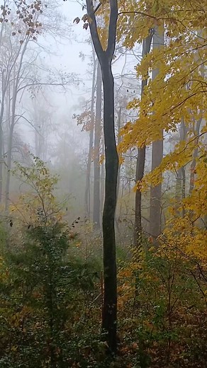 Had some visitors on my sunrise hike. Pretty awesome | Jason Gilley