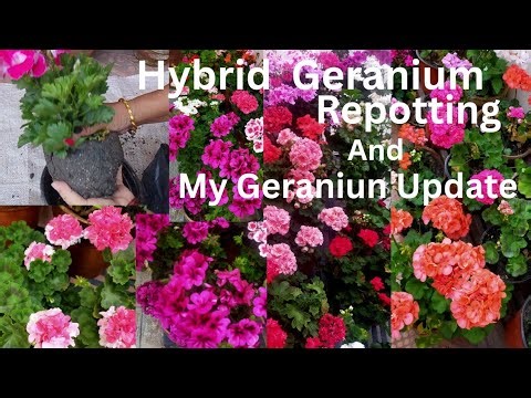 Hybrid New Variety ko Geraniun Repotting & All CareTips/ Varieties of Geranium Blooming in My Garden