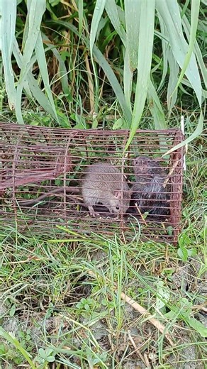 Mice 🐁🐁🐁 catched in jaal #shortvideo