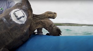 Diego and other giant tortoises head to home island after saving their species