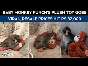 Punch Monkey | Baby Monkey Punch's Plush Toy Goes Viral, Resale Prices Hit Rs 32,000