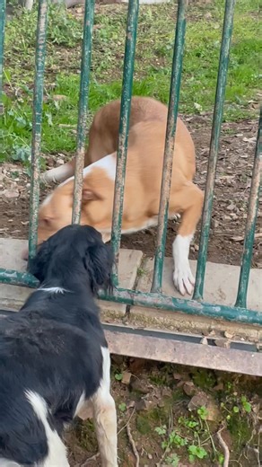 ‘Let me in, let me in!’ More Juno magic when with us at the shelter 🤣 - she wasn’t allowed in as she was too much for Clara, who with her one eye, couldn’t cope with Juno coming at her from all angles. Juno is a peach 🍑- she was just very full on! 🐾 | Breton & Spaniel Rescue