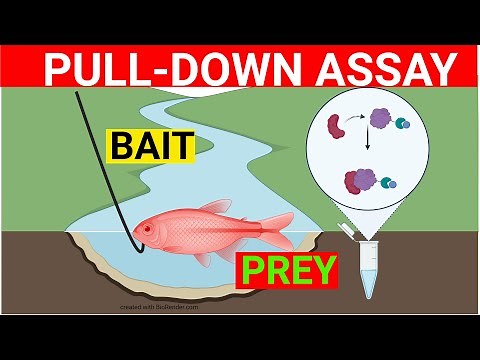 Pull down assay for protein-protein interaction | Pull Down Assay Protocol | Biology Lectures |