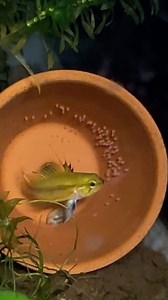 Apisto Trifasciata female protecting her eggs! There are still a few apistos kicking around the fish room here - these are one of my favorites. #apisto #apistogramma #fishbreeding #dakuaquatics #fishkeeping #aquarium #aquariumhobby #fish #aquascape #freshwateraquarium #aquariumfish #plantedtank #aquariums #tropicalfish #fishkeeper #aquascaping #aquariumlife #plantedaquarium #nanofish #aquariumsofinstagram #freshwaterfish #freshwatertank #aquascaper #natureaquarium #freshwater #fishofinstagram #n