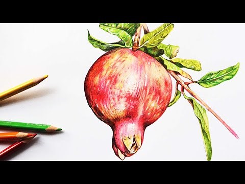 Pomegranate Drawing in Color Pencils | How to draw a Pomegranate | Fruit Drawing