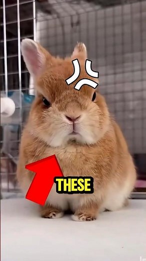 Top 5 Grumpy But Sweet Animals 🥰