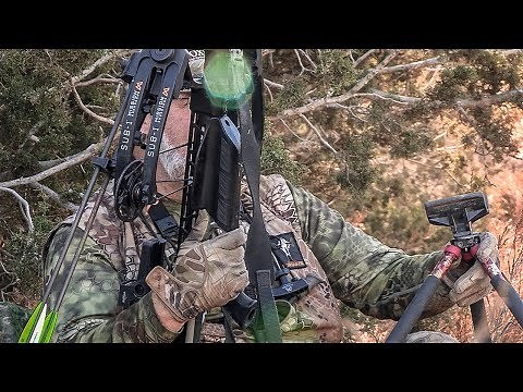 Killing Coyotes with a Crossbow